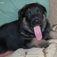 Bear, a male German Shepherd Dog for sale in Eolia, MO – Photo 6 of 10