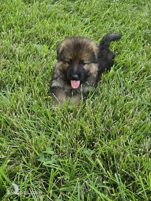 Samson – German Shepherd Dog puppy for sale in Eolia, MO