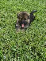 Samson, a male German Shepherd Dog for sale in Eolia, MO – 1 of 10