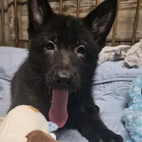Baby Bear, a female German Shepherd Dog for sale in Eolia, MO – Photo 9 of 10
