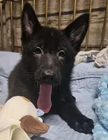 Baby Bear, a female German Shepherd Dog for sale in Eolia, MO – Photo 9 of 10