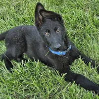 Baby Bear, a female German Shepherd Dog for sale in Eolia, MO – Photo 3 of 10