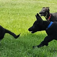 Baby Bear, a female German Shepherd Dog for sale in Eolia, MO – Photo 7 of 10
