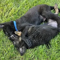 Baby Bear, a female German Shepherd Dog for sale in Eolia, MO – Photo 4 of 10