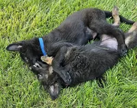 Baby Bear, a female German Shepherd Dog for sale in Eolia, MO – Photo 4 of 10