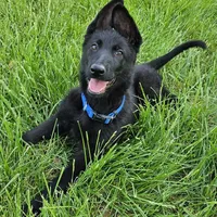 Baby Bear, a female German Shepherd Dog for sale in Eolia, MO – Photo 1 of 10