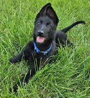 Baby Bear, a female German Shepherd Dog for sale in Eolia, MO – Photo 1 of 10
