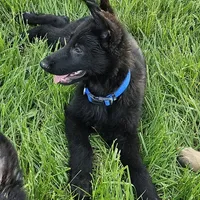 Baby Bear, a female German Shepherd Dog for sale in Eolia, MO – Photo 2 of 10