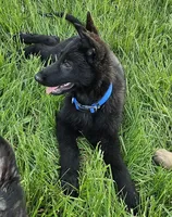 Baby Bear, a female German Shepherd Dog for sale in Eolia, MO – Photo 2 of 10