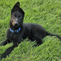 Baby Bear, a female German Shepherd Dog for sale in Eolia, MO – Photo 5 of 10
