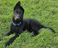 Baby Bear, a female German Shepherd Dog for sale in Eolia, MO – Photo 5 of 10