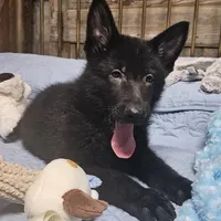 Baby Bear, a female German Shepherd Dog for sale in Eolia, MO – Photo 10 of 10