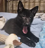 Baby Bear, a female German Shepherd Dog for sale in Eolia, MO – Photo 10 of 10