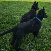 Baby Bear, a female German Shepherd Dog for sale in Eolia, MO – Photo 8 of 10
