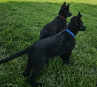 Baby Bear, a female German Shepherd Dog for sale in Eolia, MO – Photo 8 of 10