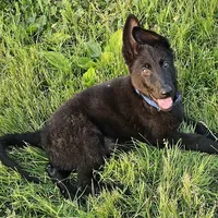 Baby Bear, a female German Shepherd Dog for sale in Eolia, MO – Photo 6 of 10