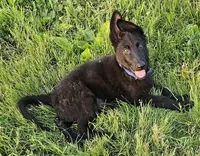 Baby Bear, a female German Shepherd Dog for sale in Eolia, MO – Photo 6 of 10