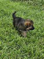 Samson, a male German Shepherd Dog for sale in Eolia, MO – 4 of 10