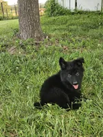 Smokey Bear, a male German Shepherd Dog for sale in Eolia, MO – 3 of 4