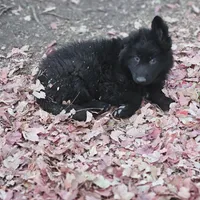 Fuzzy Wuzzy, a female German Shepherd Dog for sale in Eolia, MO – Photo 9 of 10