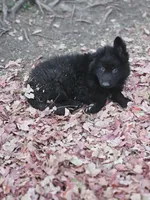 Fuzzy Wuzzy, a female German Shepherd Dog for sale in Eolia, MO – Photo 9 of 10