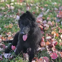 Fuzzy Wuzzy, a female German Shepherd Dog for sale in Eolia, MO – Photo 5 of 10