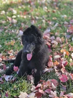 Fuzzy Wuzzy, a female German Shepherd Dog for sale in Eolia, MO – Photo 5 of 10