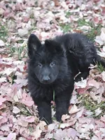 Fuzzy Wuzzy, a female German Shepherd Dog for sale in Eolia, MO – Photo 6 of 10
