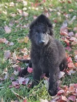 Fuzzy Wuzzy, a female German Shepherd Dog for sale in Eolia, MO – Photo 7 of 10