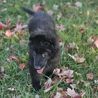Fuzzy Wuzzy, a female German Shepherd Dog for sale in Eolia, MO – Photo 2 of 10