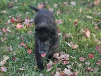 Fuzzy Wuzzy, a female German Shepherd Dog for sale in Eolia, MO – Photo 2 of 10