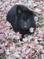 Fuzzy Wuzzy, a female German Shepherd Dog for sale in Eolia, MO – Photo 1 of 10