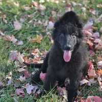 Fuzzy Wuzzy, a female German Shepherd Dog for sale in Eolia, MO – Photo 10 of 10