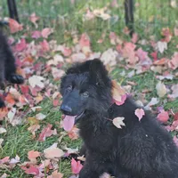 Fuzzy Wuzzy, a female German Shepherd Dog for sale in Eolia, MO – Photo 8 of 10