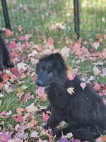 Fuzzy Wuzzy, a female German Shepherd Dog for sale in Eolia, MO – Photo 8 of 10