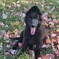 Fuzzy Wuzzy, a female German Shepherd Dog for sale in Eolia, MO – Photo 4 of 10