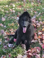 Fuzzy Wuzzy, a female German Shepherd Dog for sale in Eolia, MO – Photo 4 of 10