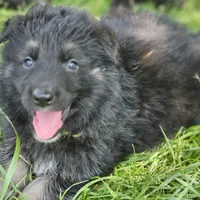 Bearan, a male German Shepherd Dog for sale in Eolia, MO – Photo 1 of 7