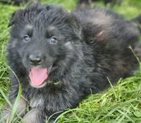 Bearan, a male German Shepherd Dog for sale in Eolia, MO – Photo 1 of 7