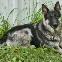 Bearan, a male German Shepherd Dog for sale in Eolia, MO – Photo 7 of 7