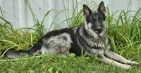 Bearan, a male German Shepherd Dog for sale in Eolia, MO – Photo 7 of 7