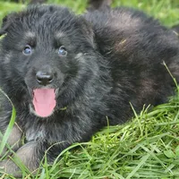 Bearan, a male German Shepherd Dog for sale in Eolia, MO – Photo 3 of 7