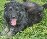 Bearan, a male German Shepherd Dog for sale in Eolia, MO – Photo 3 of 7
