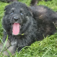Bearan, a male German Shepherd Dog for sale in Eolia, MO – Photo 2 of 7