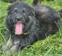 Bearan, a male German Shepherd Dog for sale in Eolia, MO – Photo 2 of 7