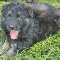 Bearan, a male German Shepherd Dog for sale in Eolia, MO – Photo 4 of 7