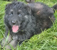Bearan, a male German Shepherd Dog for sale in Eolia, MO – Photo 4 of 7