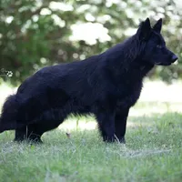 Bearan, a male German Shepherd Dog for sale in Eolia, MO – Photo 5 of 7