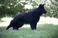 Bearan, a male German Shepherd Dog for sale in Eolia, MO – Photo 5 of 7