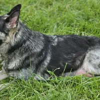 Bearan, a male German Shepherd Dog for sale in Eolia, MO – Photo 6 of 7